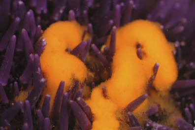 La fécondation chez l'Oursin - Les produits génitaux - extrait